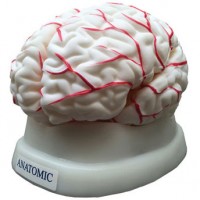 Modelo Anatômico do Cérebro com 8 Partes (TGD 0303) 